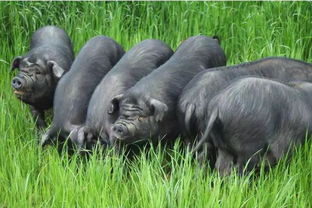 科學(xué)新視角 豬的百態(tài)世界與顛覆性認知